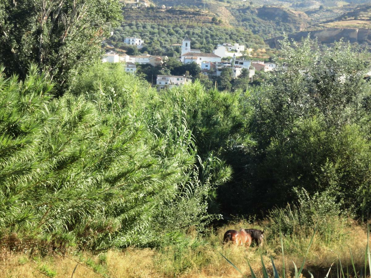 Hostal Y Apartamento Rural Los Naranjos Melegis Szoba fotó